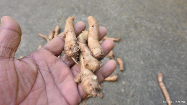 本地配资公司 白术亩产量多少斤？从400斤到800斤，这4个关键因素决定你的收成